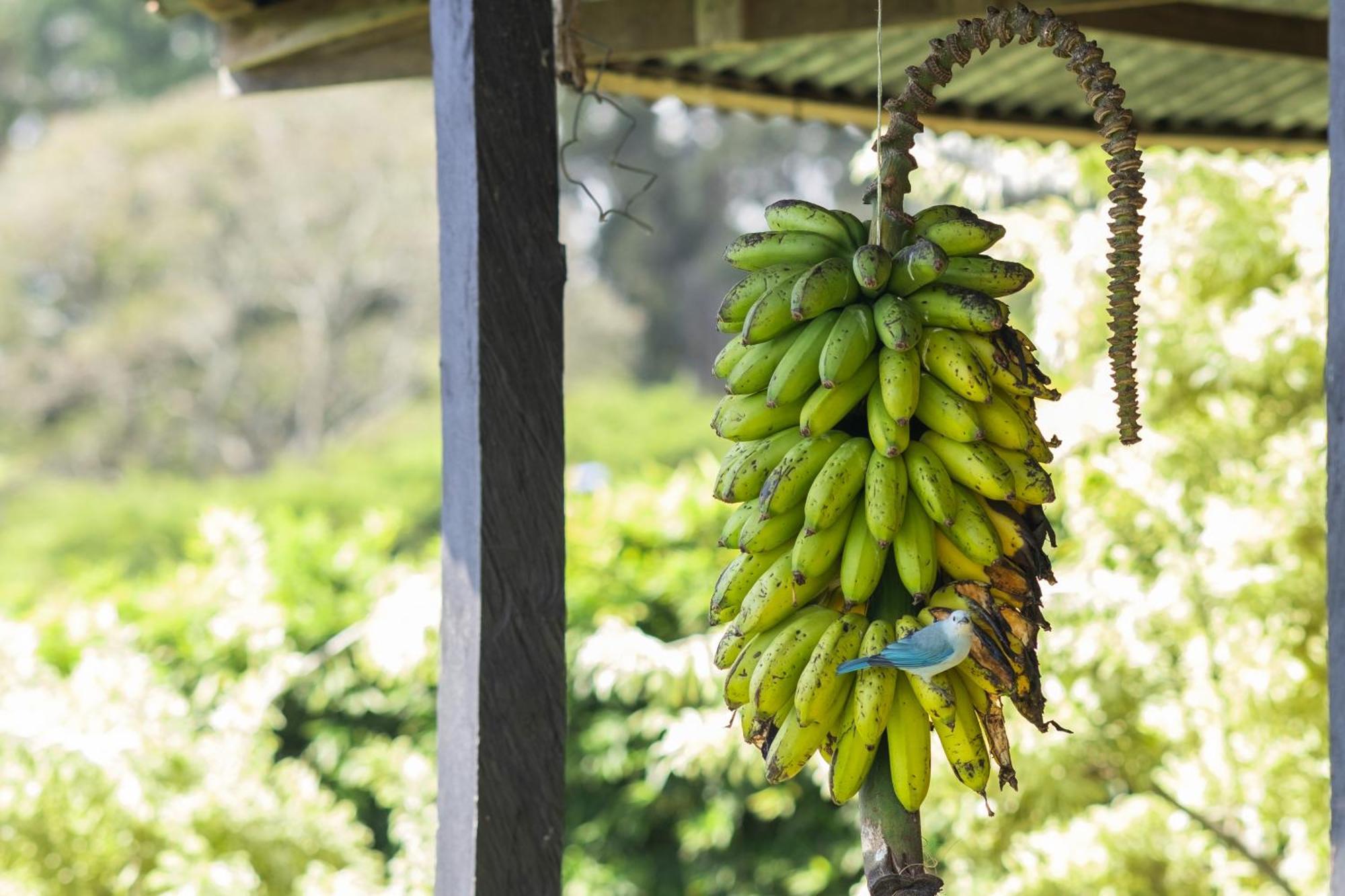 Concepcion  Coffee Garden Ranch Costa Rica 아파트 외부 사진